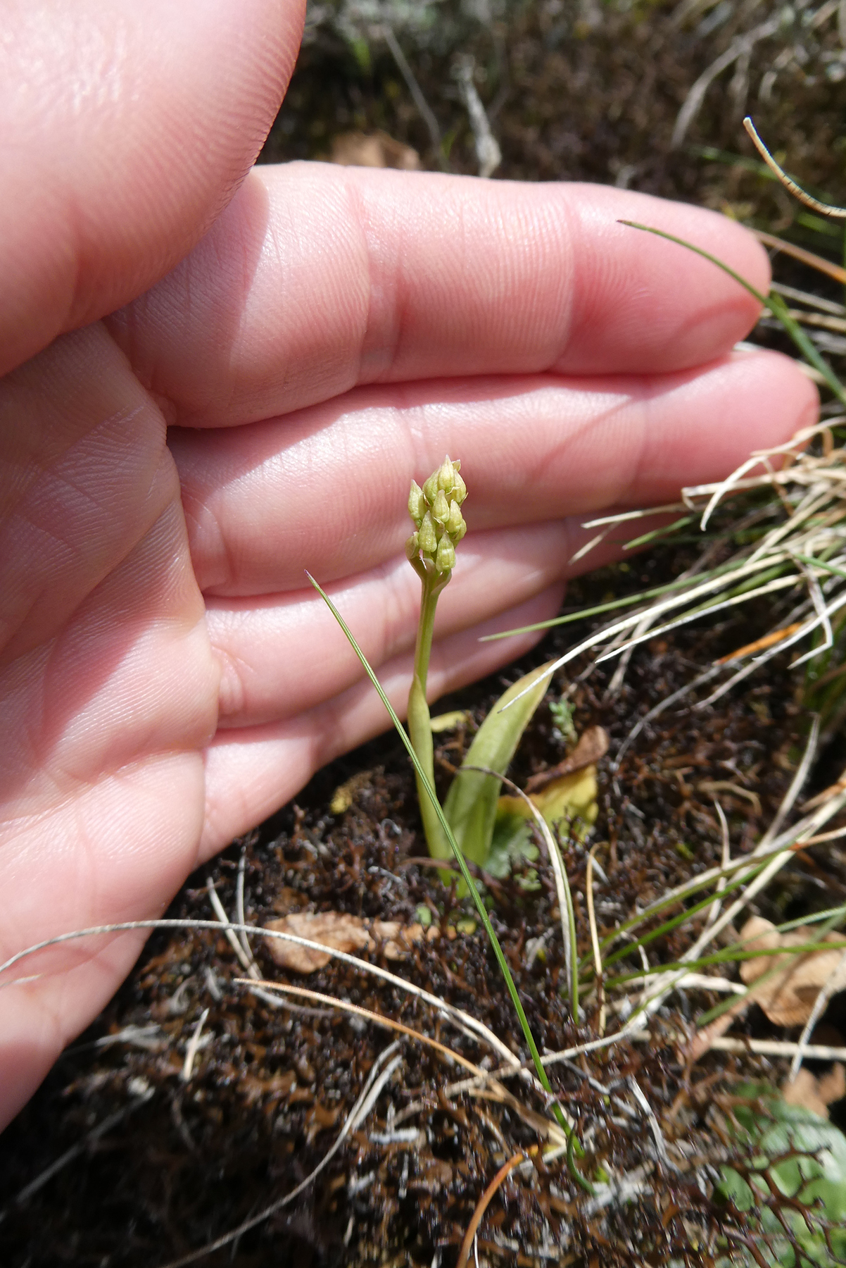 Nonnetjesorchis